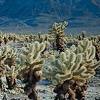 The chollas provide hiding places for shrimp after they molt or when they are feeling. Https Encrypted Tbn0 Gstatic Com Images Q Tbn And9gcq6s3bieuxevxyydqwthqb Kt1abrhlcnoakwfrw6hzp76jwh8p Usqp Cau