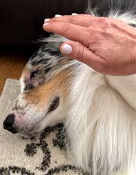 Learn Animal Reiki For Dogs In 2020 Animal Reiki Reiki Master Animals