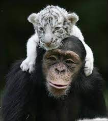 Community Post The True Meaning Of Friendship Cute Animals Cute Baby Animals Animals Friendship