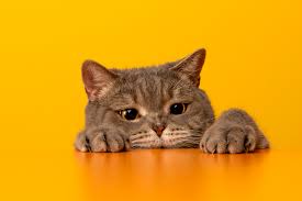 ‪How observing cats can make you a better human | The Independent‬‏