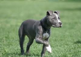 Blue nose pitbulls with blue eyes are especially stunning, and the blue nose brindle pitbull coloring adds an exotic flair. 9 Things You Should Nose About The Blue Nose Pitbull Animalso