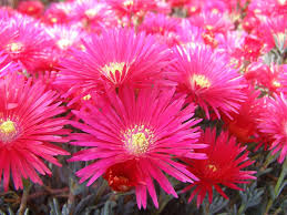 Image result for Lampranthus spp.