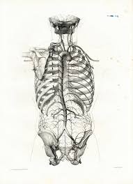 High quality vintage anatomy gifts and merchandise. 1836 Vintage Arteries Veins Vascular System Print Anatomy Illustration Poster B Check Mor Medical Art Illustrations Posters Human Anatomy Art
