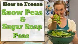 If they start to wilt, perk up snow peas and blanch shelled peas or whole sugar snap peas or snow peas, chill in an ice bath and freeze. How To Freeze Snow Peas And Sugar Snap Peas Youtube