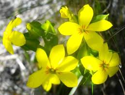 Image result for Sebaea