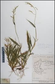 Image result for Setaria homonyma