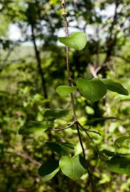 Image result for Fockea multiflora