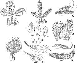 Image result for Melolobium microphyllum