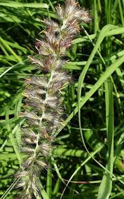 Image result for Cenchrus trachyphyllus