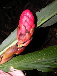 Image result for Renealmia