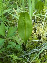 Image result for Ophioglossum gomezianum