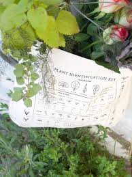 plant identification foraging tote bag 100 organic cotton