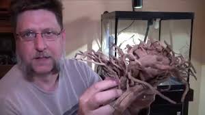 Dragon wood has been a staple in our freshwater aquascapes for awhile now. Spider Wood For The Aquarium Youtube