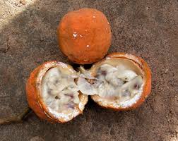 Image result for Landolphia owariensis