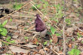 Image result for Amorphophallus abyssinicus