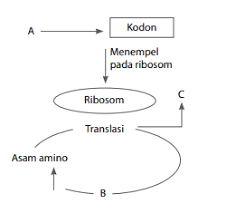 Protein berperan penting dalam struktur dan fungsi semua sel makhluk hidup dan virus. Sintesis Protein Biologi Kelas 12 K13 Quipper Blog