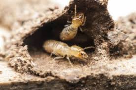 Fallas suspects he suffered internal bleeding. Why Winter Is The Ideal Time For Termite Treatment Any Pest