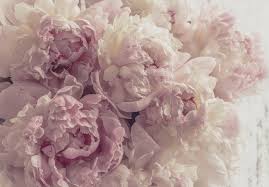 We did not find results for: Vlies Fototapete Blumen 3d Schlafzimmer Rosa Pfingstrose Tapete Xxl Rosen Beige Ebay