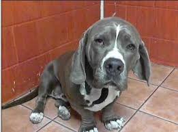Black And White Basset Hound Mix Pin On Pets