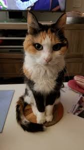 English as she handed it to me i said ok baby turn around unless you want a show. This Online Community Documents Photos Of Supermodel Cats That Certainly Know How To Strike A Pose 50 Pics In 2021 Cats Pretty Cats Beautiful Cats