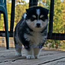 Easy, convenient, no hassle shipping across the united states. Pin On Pomsky Puppies Born 5 11 2018