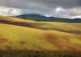 Image result for Habenaria debeerstiana