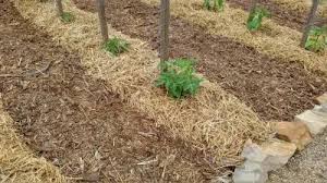 Check spelling or type a new query. How To Create A Simple Weed Free Low Maintenance Vegetable Garden