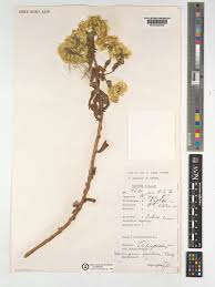 Image result for Helichrysum setosum