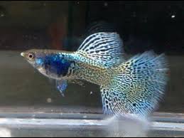 Collection Of Metal Lace Guppies Youtube Guppy Fish Guppy Fresh Water Fish Tank