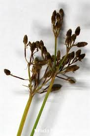 Image result for Fimbristylis dichotoma