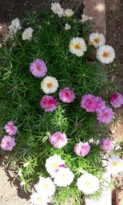 Kedi Tirnagi Ipek Cicegi Mossrose Flores Plantas
