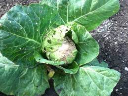 Even if we practice organic gardening, controlling pests is still necessary. Natural Ways To Control Cabbage Worms Dengarden