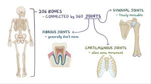 The number is more in the child. Fibrous Cartilage And Synovial Joints Osmosis