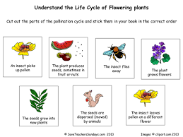 Life Cycle Of Flowering Plants Lesson Plan And Worksheet Plant Life Cycle Worksheet Plant Life Cycle Planting Flowers