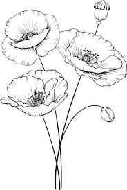 Kotkoa Fotos Illustrationen Und Video Colourbox De Kotkoa Fotos Illustrationen Und Video Col In 2020 Flower Sketches Poppy Flower Drawing Flower Line Drawings