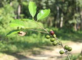 Image result for Tricalysia sp. E