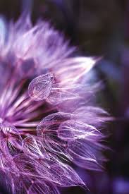 Learn more about african daisy: Pin By Marea E On Floral Beauty Purple Flowers Flowers Beautiful Flowers