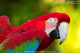 Image result for Acridocarpus chloropterus