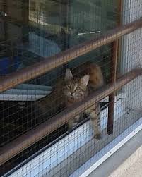 Kedi Sineklik Entreprise Locale Bagcilar 45 Photos Facebook