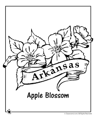Arkansas's state flower is the apple blossom. Arkansas State Bird And Flower Coloring Pages