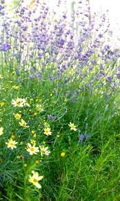 Pin On Landscaping Ideas