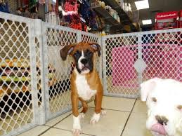 Neutered and a bordatella very social very happy boy. Boxer Puppies Dogs For Sale In Phoenix Arizona Az 19breeders Gilbert Peoria Youtube