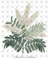 Image result for Pterolobium stellatum