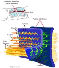 Pin On Anatomia Microscopica I Histologia