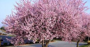 Maybe you would like to learn more about one of these? Flowering Plum Tree Wild Plum Tree Flowering Plum Tree Plum Tree