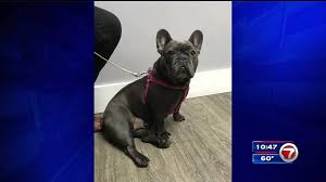Located outside miami close to west palm beach and fort lauderdale. 2 Women Caught On Camera Stealing French Bulldog From Miami Home Wsvn 7news Miami News Weather Sports Fort Lauderdale