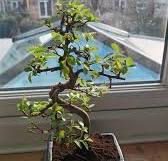 got my first bonsai tree! (Chinese elm). anyone have tips ...