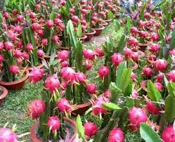 Sebelum berkecambah, biji pir harus melewati dingin, proses pendinginan disebut stratifikasi. Cara Budidaya Buah Naga Dalam Pot Yang Benar Untuk Pemula