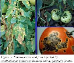 Image result for tomato seedling xanthomonas vesicatoria