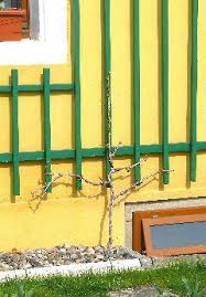 Rebstock In Facherform Freie Erziehung Reben Gartengestaltung Obstbaumschnitt
